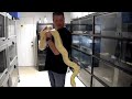 Alucard the albino white phase retic