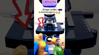 Ginger In Microscope Oo