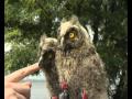 owl Птенцы совы ушастой продолжение Nestling of owl with big ears,