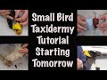 Small bird Taxidermy full tutorial. Starting tomorrow.