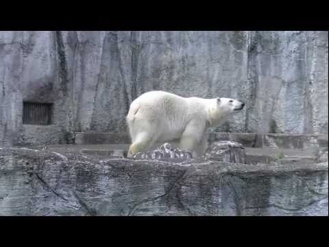 Polar Bear in HamamatsuZoo　キロル