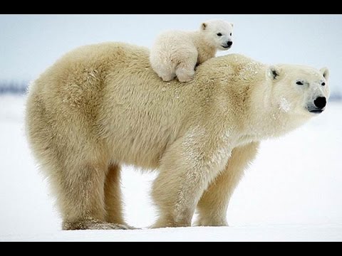 Животные Арктики Фото С Названиями