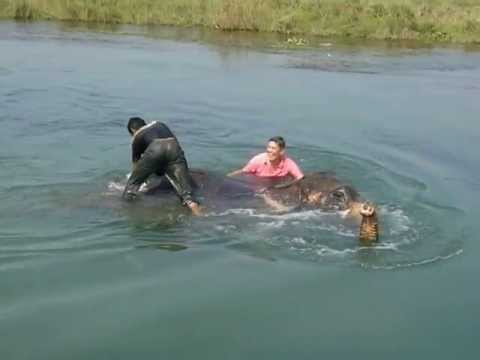 Met een vriendelijke olifant de rivier in, Nepal