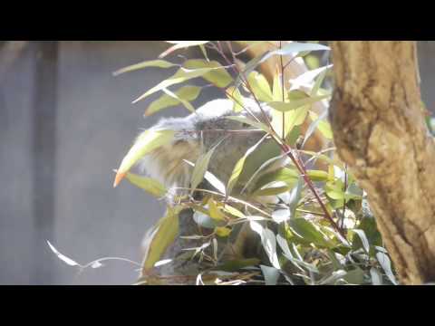 2010年4月6日　東山動植物園　－　コアラ　2