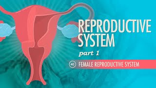 Reproductive System, Part 1 - Female Reproductive System: Crash Course Anatomy &