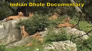 Dhole Wild Dog Doentary