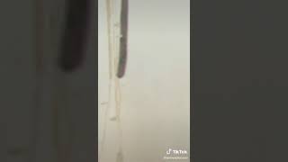 Tik Tok Gadis Ngomong Jorok Cute