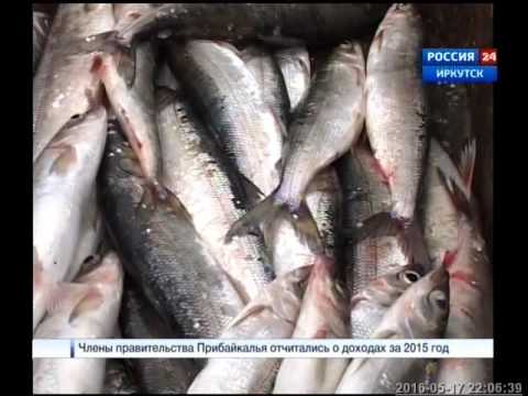 когда омуль запрещено ловить когда омуль запрещено ловить