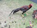 image Ayam Aduan Pukulan Super Langsung Maen K O