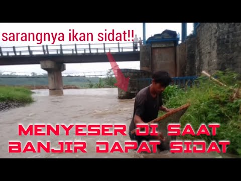 MENYESER DI SAAT BANJIR DAPAT IKAN SIDAT