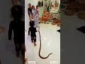Omg 😱 This child playing with snake 🐍 #shorts