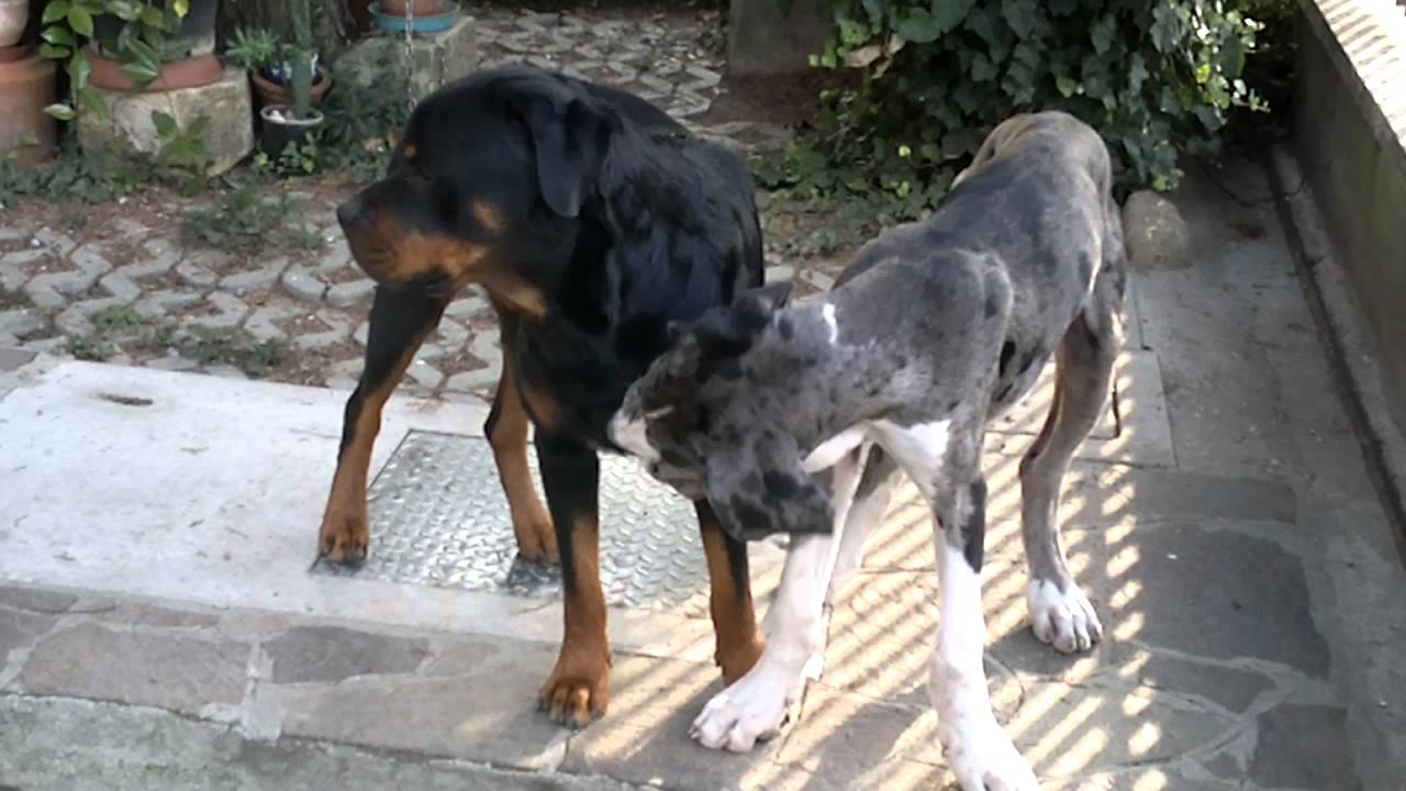 merle rottweiler alano merle di 5 mesi che gioca con rottweiler di 5 anni merle rottweiler alano merle di 5 mesi che gioca con rottweiler di 5 anni
