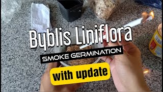 Byblis Liniflora How To Germinate
