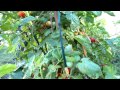 Baxter's Bush Cherry Tomato: The Ultimate Cherry Container Tomato
