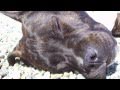 Rottweiler Vs American staff vs pitbull amstaff.mov
