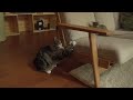 遊ぶねこ１９。 -Maru plays with Hana .-