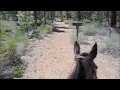 Pony Cam: Metolius Windigo Trail to Whychus Creek 051609