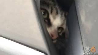 Petersburg auto tech saves kitten stuck in car fender