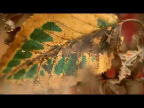 Autumn Leaves Video