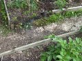 Tackling weeds in the vegetable patch with heavy duty burner