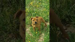 Grey Cardinal Valgo 3.5 Month Old Staffstep Staffordshire Bull Terrier