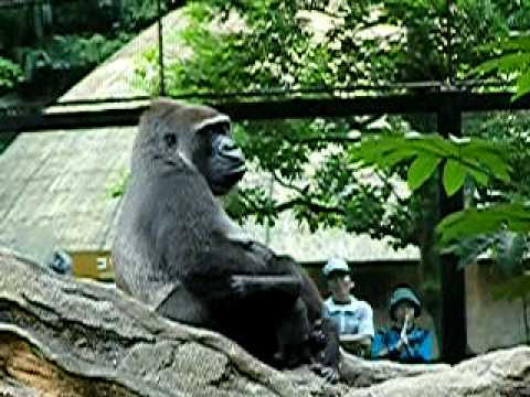 上野動物園のニシローランドゴリラの親子39