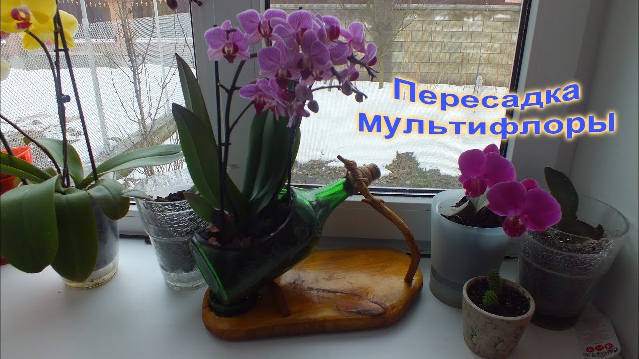 Как правильно сажать орхидею в горшок 6 Как правильно сажать орхидею в горшок 82