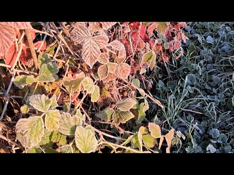 🌄 🩵 🤩 First frost last night // Erster Frost letzte Nacht (Elsaß) // 1ère légère gelée (Bas-Rhin) 🌄 🩵 🤩 First frost last night // Erster Frost letzte Nacht (Elsaß) // 1ère légère gelée (Bas-Rhin)