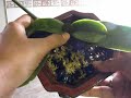 GROWING ORCHIDS IN GLASS BEADS.