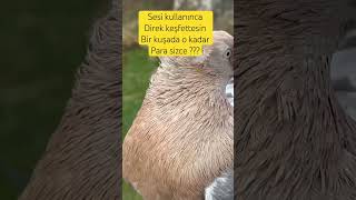 Jumbo Miski Erkek Süsgüvercini