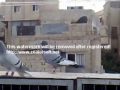 الاردن..طيور..حمام