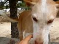 Celta: DUO-Ibiza Tierhilfe Tierschutz Tierheim Hun