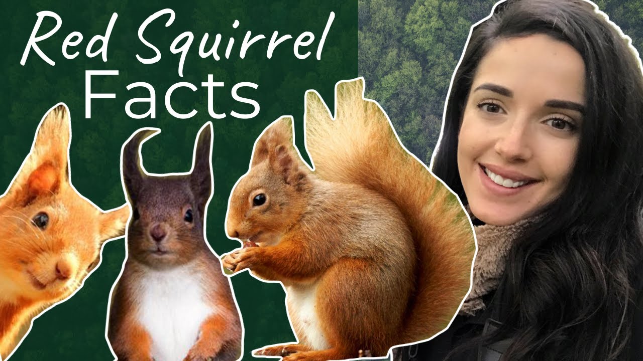 Red Squirrel Awareness Week: Finding Red Squirrels in Scotland!