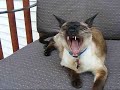 Siamese cat TALKS for the camera