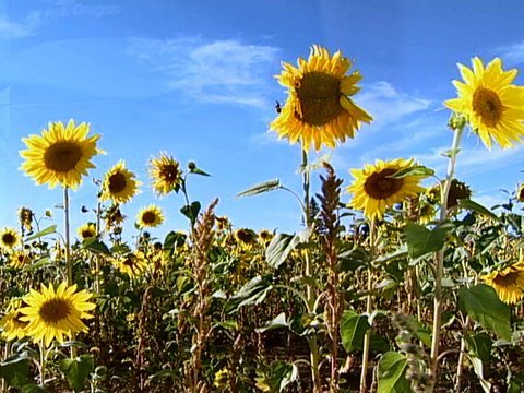 Sunflower Seeds Forever