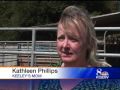 Show Pig Found Stabbed 15 Times