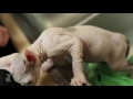 Adorable Sphynx Kitten Gets a Bath