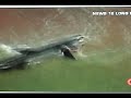 Megalodon Still Alive Biggest Shark Ever Seen images Megalodon Still Alive Biggest Shark Ever Seen