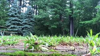 Watching grass grow