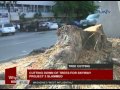 Cutting down of trees for Skyway Project 3 slammed