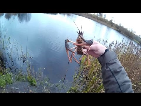 сезон ловли раков в беларуси сезон ловли раков в беларуси