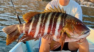 Giant snapper and roosters on bait casters from a very small boat.