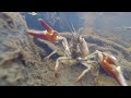 Crayfish In My Creek Crayfish In My Creek