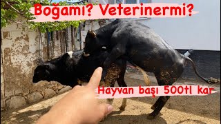 Kızgınlıktaki dişi hayvan nasıl anlaşılır ? Boğamı karlı ?💰 Veteriner aşısımı? #