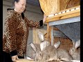 Ферма по разведению кроликов (Харьковская область)