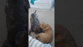 Funny dog wrestling. 😂😂