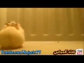قناة المجانين 309 الفار شقلوب