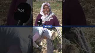 Emekçi Kadın Tarım İşçileri Taşköprü Sarımsak Hasadı İçin Tarlada Tatile Gidermiş Gibi Geliyoruz