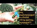 കുറ്റികുരുമുളക് വിളവെടുപ്പ്| Kutti kurumulaku krishi Malayalam| Bush pepper cultivation