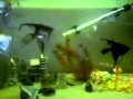Kopie videa MOV00001 Kopie videa MOV00001